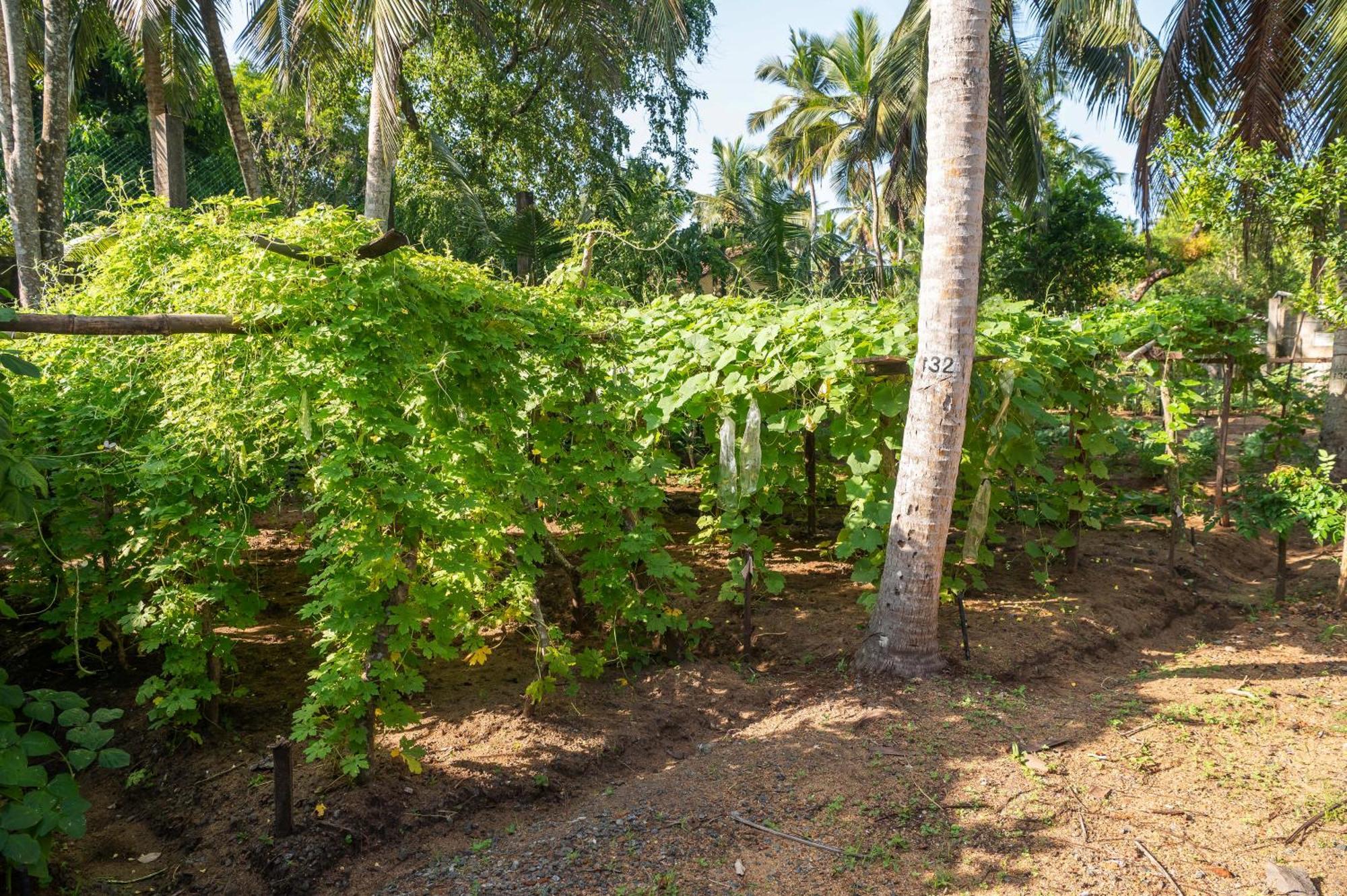 Siddhalepa Ayurveda Resort - All Meals, Ayurveda Treatment And Yoga Wadduwa Exterior photo